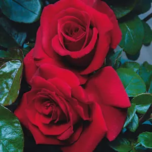 Rose Charmwell Grandpas Rose