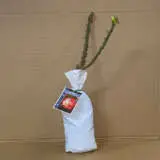 Rose Double Delight Rose Double Delight