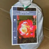 Rose Double Delight Rose Double Delight