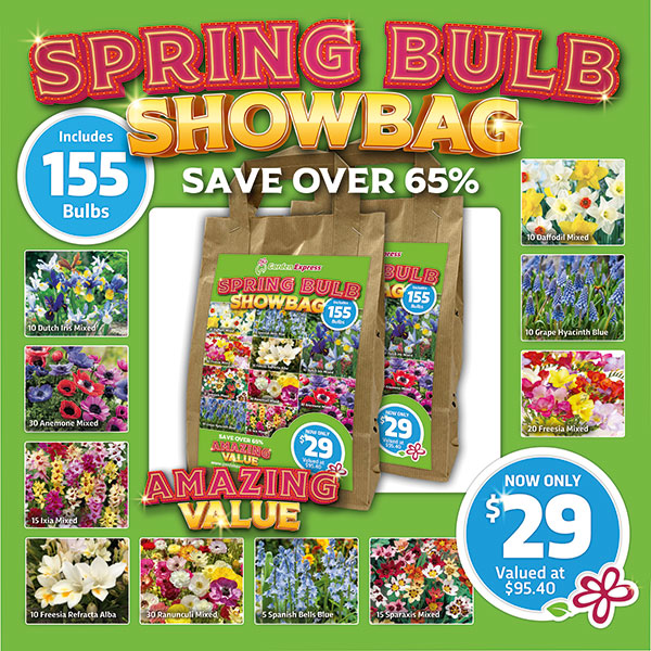 Spring Show Bag – 155 Bulbs