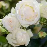 Climbing Rose Blushing Pierre De Ronsard Climbing Rose Blushing Pierre De Ronsard