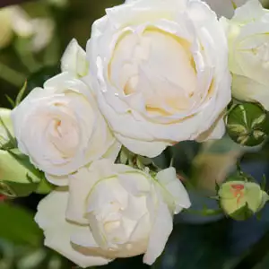 Climbing Rose Blushing Pierre De Ronsard Climbing Rose Blushing Pierre De Ronsard