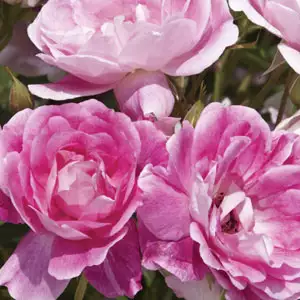 Rose Brilliant Pink Iceberg (pbr)