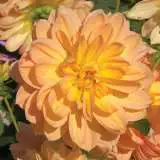 Dahlia Goldenleader Pkdahgle - Garden Express Australia