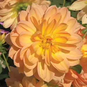 Dahlia Golden Leader