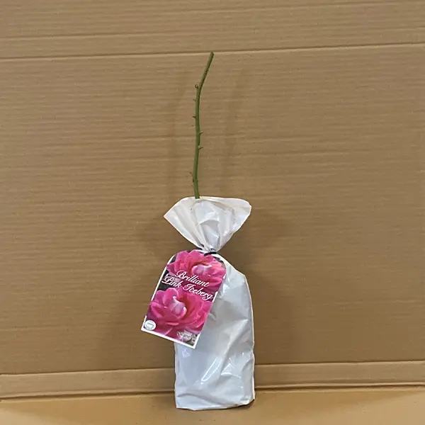 Rose Brilliant Pink Iceberg (pbr)