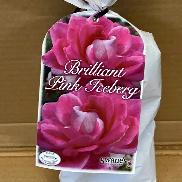 Rose Brilliant Pink Iceberg (pbr)