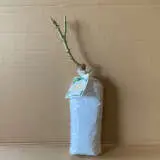 Rose Pascali Rose Pascali