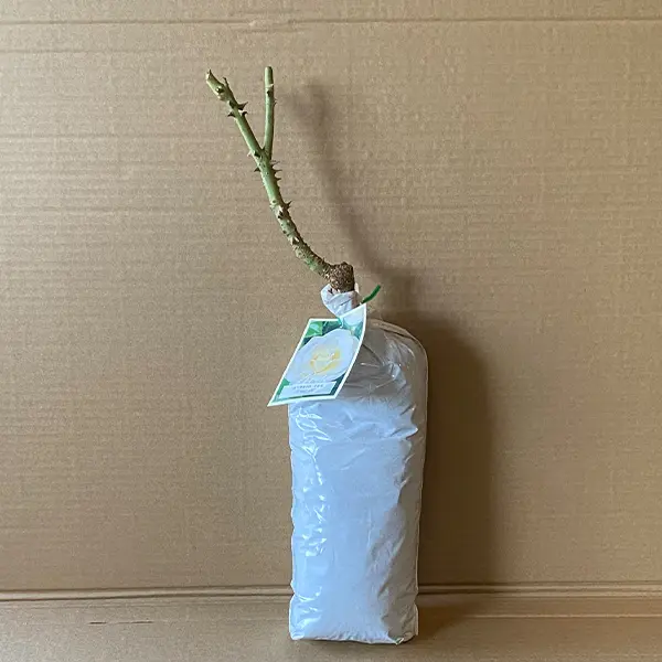 Rose Pascali Rose Pascali