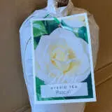 Rose Pascali Rose Pascali