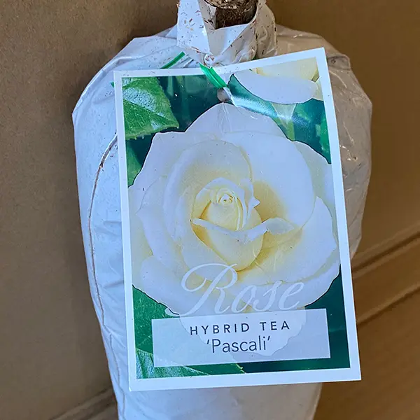 Rose Pascali Rose Pascali