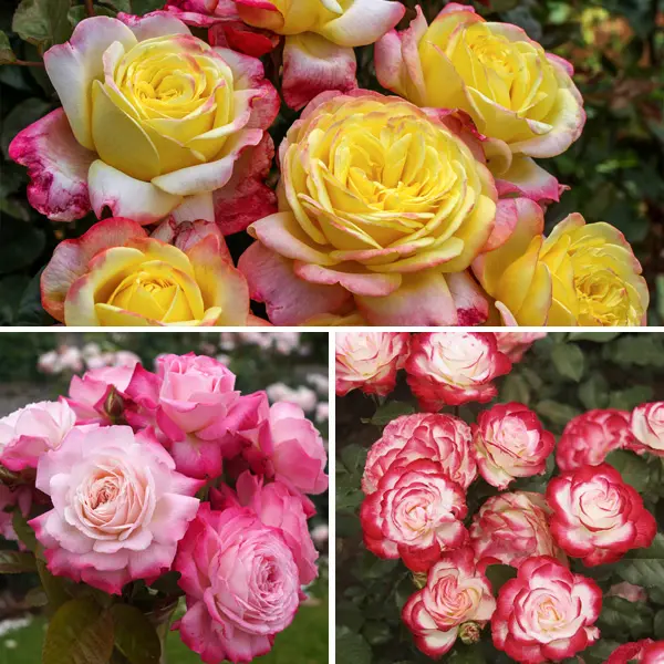 Bi-colour Rose Collection- 3 Roses