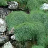 Casuarina Cousin It 14 - Garden Express Australia