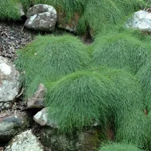 Casuarina ‘cousin It’ Growing Guide Casuarina Cousin It 14 - Garden Express Australia