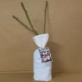 Climbing Rose Cecile Brunner Climbing Rose Cecile Brunner