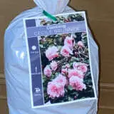 Climbing Rose Cecile Brunner Climbing Rose Cecile Brunner