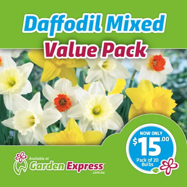 Flower Fest Value Pack – Daffodil Mixed Flower Fest Value Pack – Daffodil Mixed