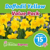 Daffyellow Value Pack Vpdafytr - Garden Express Australia