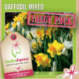 Daffodil Mixed - Garden Express Australia
