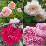 David Austin Rose Collection 4 Roses