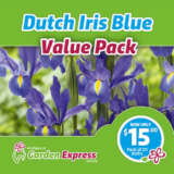 Flower Fest Value Pack – Dutch Iris Dark Blue
