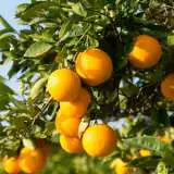 Dwarf Orange Valencia Streedwaval - Garden Express Australia