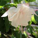 Fuchsia Double Basket Collection 4