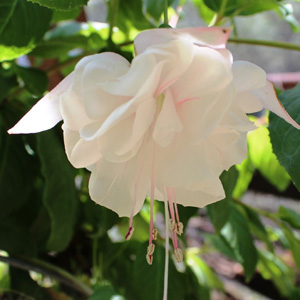 Fuchsia Double Basket Collection 4