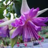 Gurus Fuchsia Collection 9- Double Baskets Gurus Fuchsia Collection 9- Double Baskets