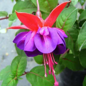 Fuchsia Graham G
