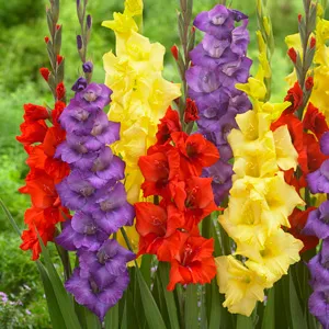 Growing Guide Growing Guide