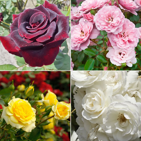 Garden Favourites Collection 4 Roses