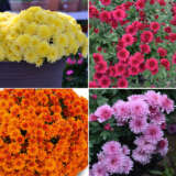 Garden Mum Chrysanthemum Collection