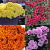Garden Mum Chrysanthemum 202024 Coll Colgmucol - Garden Express Australia