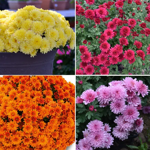 Garden Mum Chrysanthemum Collection