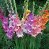 Gladioli Bi Colour 2018 Pkglabcb - Garden Express Australia