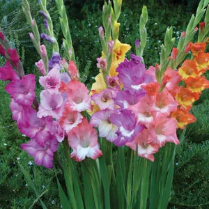 Gladioli Bi-colour Blend
