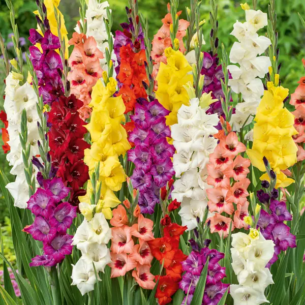 Gladioli Passion Blend