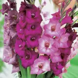 Gladioli Passion Blend Gladioli Passion Blend