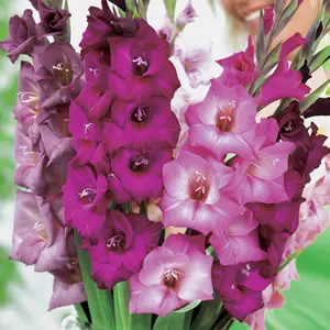 Gladioli Passion Blend