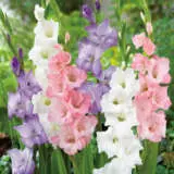 Gladioli Romantic Blend Bulglarbl - Garden Express Australia