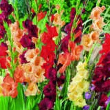 Gladioli Wildfire Mixed Bulglawfb - Garden Express Australia