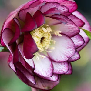 Hellebore Double Bicolour