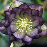 Hellebore Double Green Purple 2018 Pplheldpg - Garden Express Australia