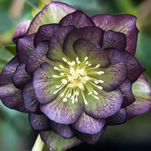 Hellebore Double Purple Green Bicolour