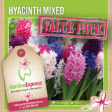 Hyancinth Mixed - Garden Express Australia
