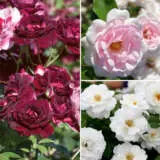 Iceberg Rose Collection 2022 Colrosice - Garden Express Australia