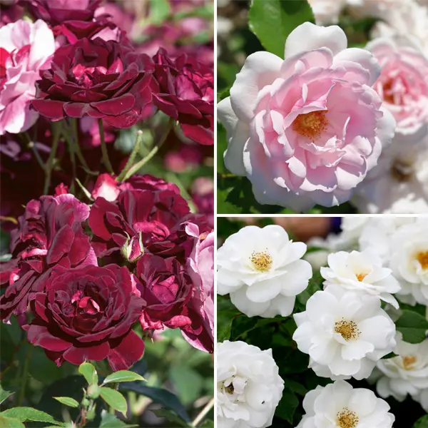 Iceberg Rose Collection 3 Roses Iceberg Rose Collection 3 Roses