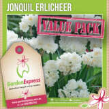 Jonquil Erlicheer - Garden Express Australia