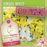 Jonquil Mixed - Garden Express Australia